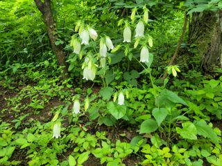 자연농원 순 강재옥님의 자유주제 · 자유게시판 작성글 사진