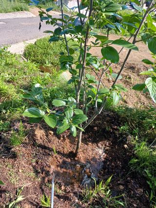 덕촌님의 고추 · 비료•농약 작성글 사진