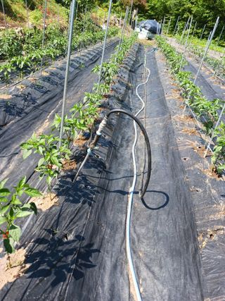 덕촌님의 고추 · 비료•농약 작성글 사진