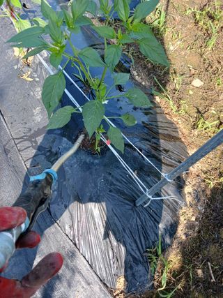 덕촌님의 고추 · 비료•농약 작성글 사진