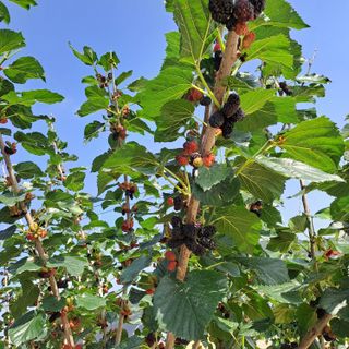 알 수 없음님의 자유주제 · 자유게시판 작성글 사진