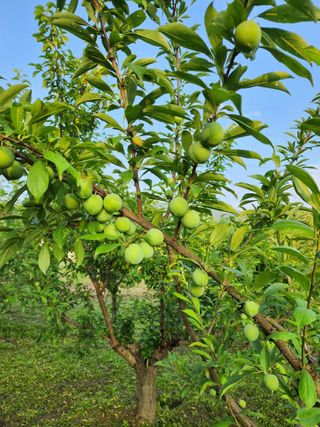 정정숙님의 자두 · 자유게시판 작성글 사진