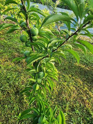 정정숙님의 자두 · 자유게시판 작성글 사진