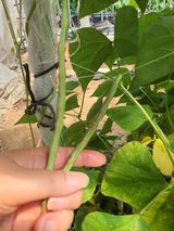 팜모닝 콩·자유게시판 게시글 이미지