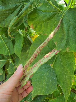 콩11857님의 콩 · 자유게시판 작성글 사진