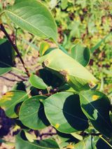 팜모닝 배·병해충상담 게시글 이미지