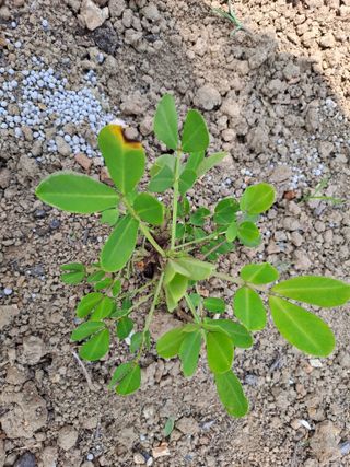 푸른오이님의 콩 · 병해충상담 작성글 사진