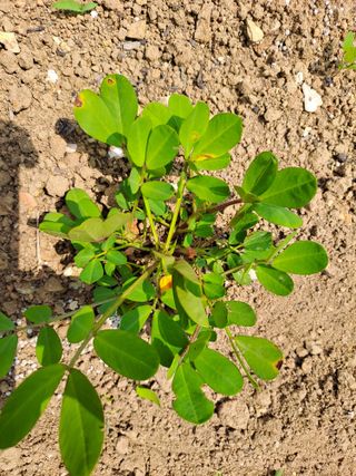 푸른오이님의 콩 · 병해충상담 작성글 사진