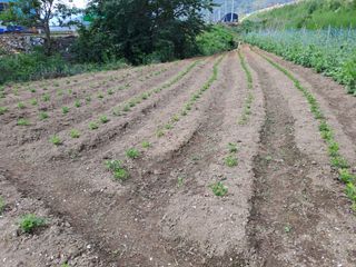 푸른오이님의 콩 · 병해충상담 작성글 사진