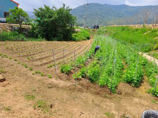 푸른오이님의 콩 · 병해충상담 작성글 사진