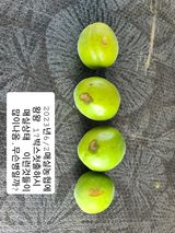 팜모닝 매실·병해충상담 게시글 이미지