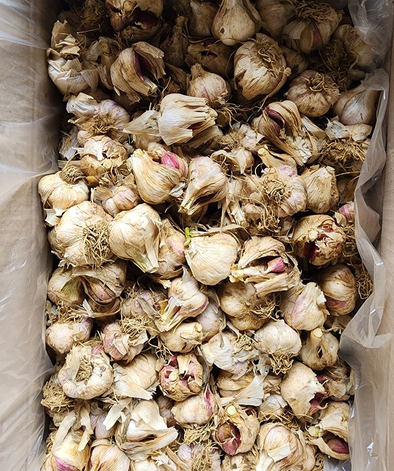 장터 상품 [제주햇마늘 10kg] 썸네일