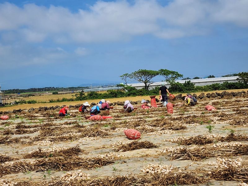 돌하루방농원(이미정님의 장터 판매 상품 [제주햇마늘 10kg] 첨부 사진