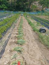 팜모닝 자유주제·자유게시판 게시글 이미지