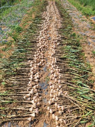 사공훈님의 마늘 · 수확 작성글 사진