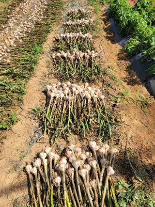 사공훈님의 마늘 · 수확 작성글 사진