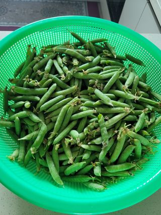 사공훈님의 마늘 · 수확 작성글 사진