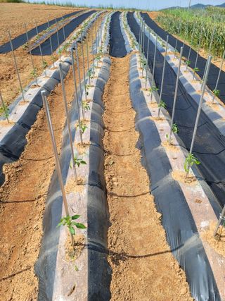 사공훈님의 마늘 · 수확 작성글 사진