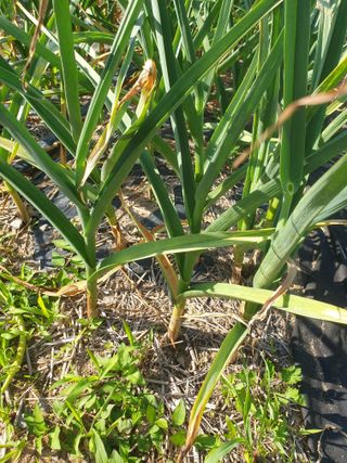 김채현 님의 마늘 · 품종•종자 작성글 사진