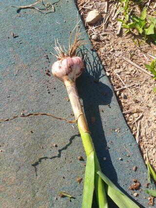 김채현 님의 마늘 · 품종•종자 작성글 사진