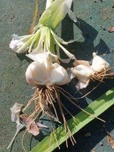 팜모닝 마늘·마늘 쪽 비대기 게시글 이미지