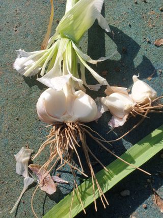 김채현 님의 마늘 · 마늘 쪽 비대기 작성글 사진