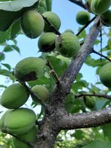 팜모닝 매실·병해충상담 게시글 이미지