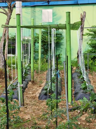 병아리농사꾼님의 오이 · 자유게시판 작성글 사진