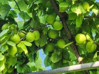 이현영님의 장터이야기 · 자유게시판 작성글 사진