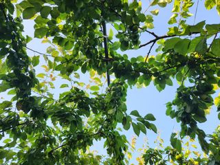 이현영님의 장터이야기 · 자유게시판 작성글 사진