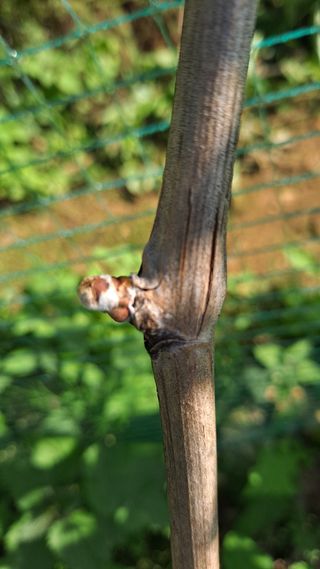 식이가님의 포도 · 자유게시판 작성글 사진
