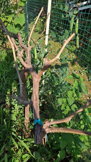 식이가님의 포도 · 자유게시판 작성글 사진