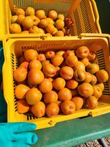 팜모닝 자유주제·자유게시판 게시글 이미지