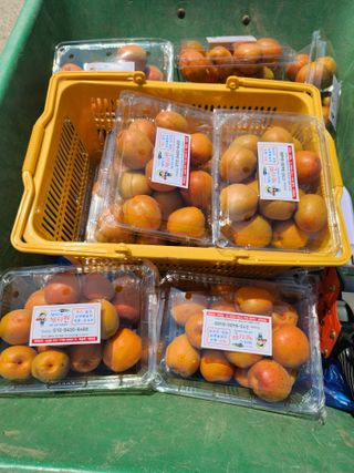 채효정님의 자유주제 · 자유게시판 작성글 사진