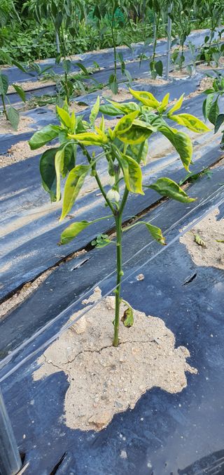 인생은 소풍처럼님의 고추 · 병해충상담 작성글 사진