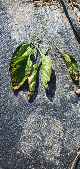 인생은 소풍처럼님의 고추 · 병해충상담 작성글 사진