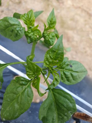 인생은 소풍처럼님의 고추 · 병해충상담 작성글 사진