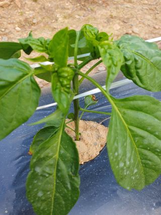 인생은 소풍처럼님의 고추 · 병해충상담 작성글 사진