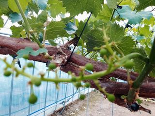 김용언 님의 포도 · 자유게시판 작성글 사진