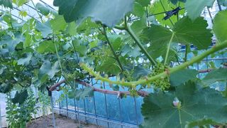 김용언 님의 포도 · 자유게시판 작성글 사진