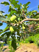 팜모닝 사과·병해충상담 게시글 이미지