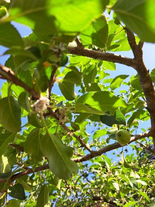 서종국님의 사과 · 병해충상담 작성글 사진