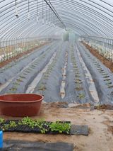 팜모닝 기타작물·자유게시판 게시글 이미지