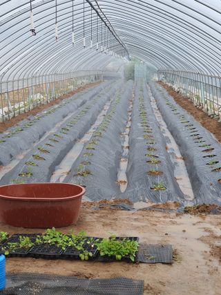 황찬용님의 기타작물 · 자유게시판 작성글 사진