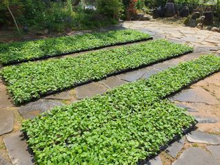 황찬용님의 기타작물 · 자유게시판 작성글 사진