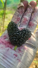 팜모닝 기타작물·자유게시판 게시글 이미지