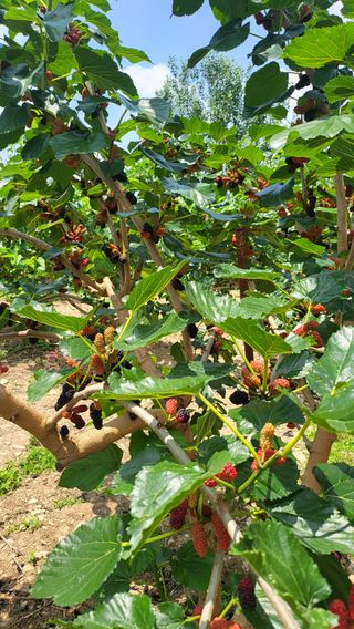 방촌대장님의 기타작물 · 자유게시판 작성글 사진