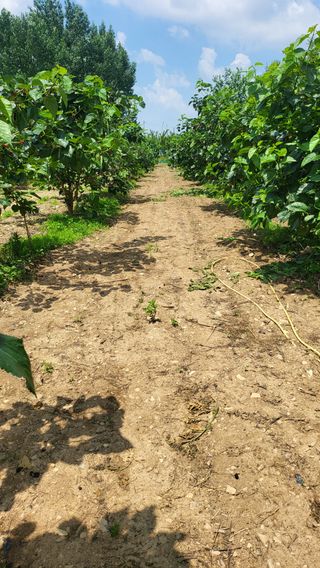 방촌대장님의 기타작물 · 자유게시판 작성글 사진