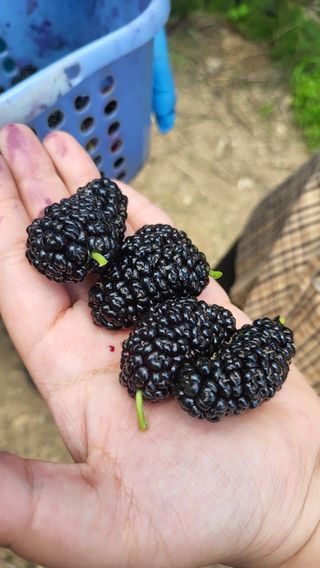 방촌대장님의 기타작물 · 자유게시판 작성글 사진