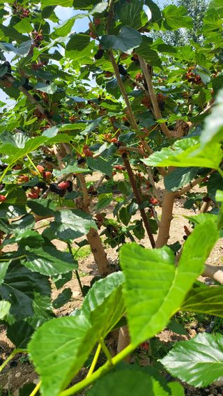 방촌대장님의 기타작물 · 자유게시판 작성글 사진